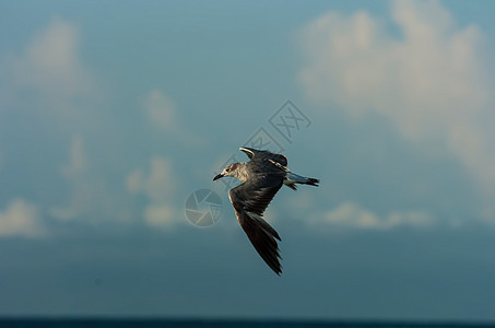 海鸥飞行海浪海滩海鸟优美自由天空蓝色航班翅膀动物图片