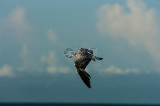 海鸥飞行海浪海滩海鸟优美自由天空蓝色航班翅膀动物图片