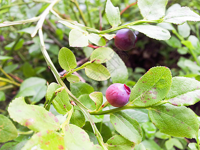 红蓝莓营养水果叶子食物荒野红色植物覆盆子甜点森林图片