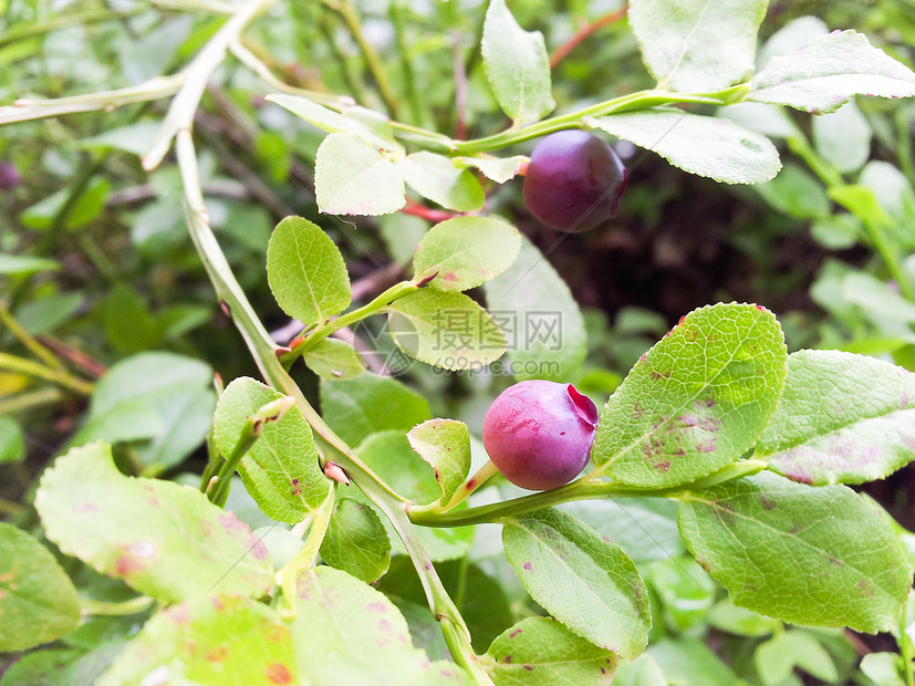 红蓝莓营养水果叶子食物荒野红色植物覆盆子甜点森林图片
