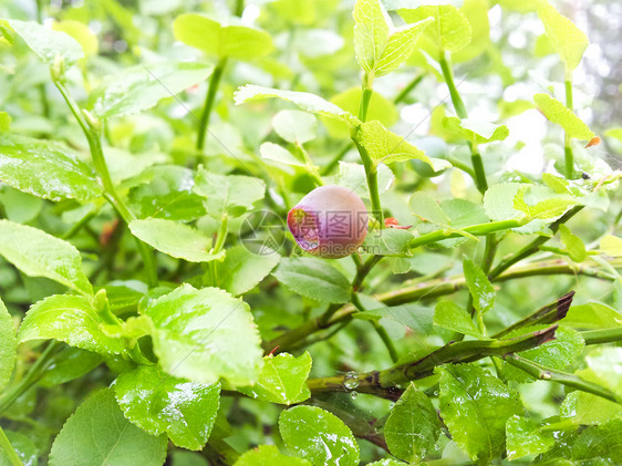 红蓝莓荒野营养衬套食物绿色植物森林叶子甜点红色图片