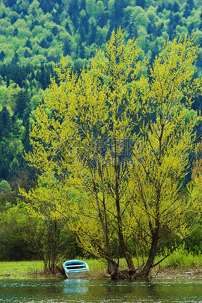 切尔克尼斯科叶子树叶乡村晴天森林支撑山脉绿色图片
