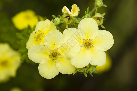 白花黄色花朵图片