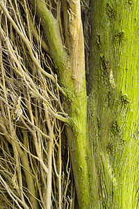 Cypress 细节植物叶子树干绿色花园图片