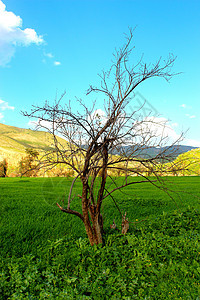 没有树叶的树木生长分支机构草原场地树干濒危农村农业季节力量图片