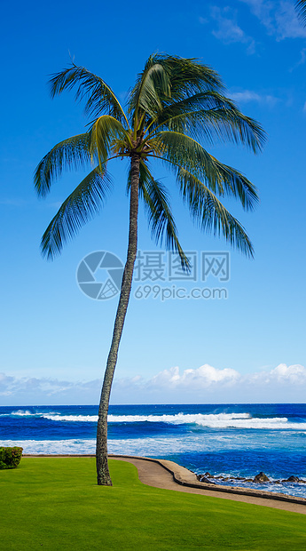 海边棕榈树气候目的地海洋蓝天阳光海浪情调热带天空海景图片