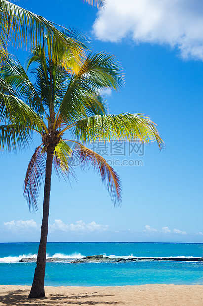 夏威夷沙滩上的棕榈树旅游阳光海洋热带天空假期海景水域风景海浪图片