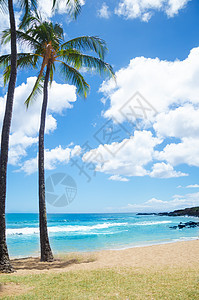 夏威夷沙滩上的棕榈树旅游天空假期海景风景海浪阳光热带气候情调图片