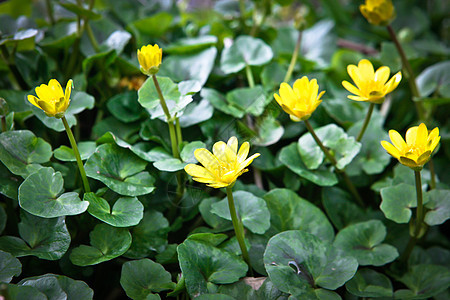 黄果酱农田洋甘菊荒野草原野花国家蓝色季节植物群花园图片