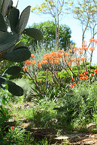 美丽的花园美化装饰公园衬套植物院子石头绿色草地天空图片