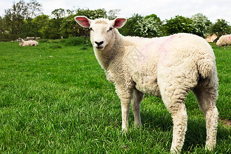 野外绵羊农村生活母羊农场肋骨库存产妇羊毛牧场青少年图片