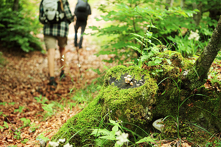 北欧步行运动绿色活动女士健身森林假期休闲夫妻健走背景图片