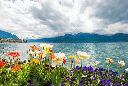 瑞士蒙特勒湖附近湖边的鲜花阴影水景郁金香顶峰假期戏剧性高山蓝色全景风暴图片