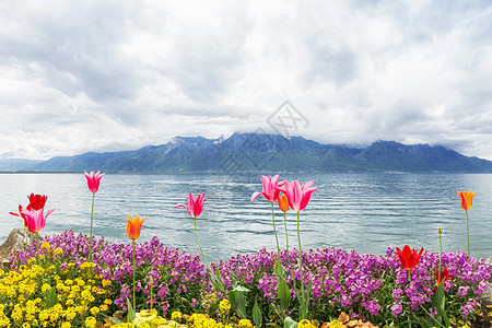 瑞士蒙特勒湖附近湖边的鲜花明信片水景天空风暴海报戏剧性蓝色郁金香反射假期图片