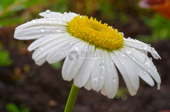 雨后花朵场地雨滴环境自然花瓣季节花园植物水分植物群图片