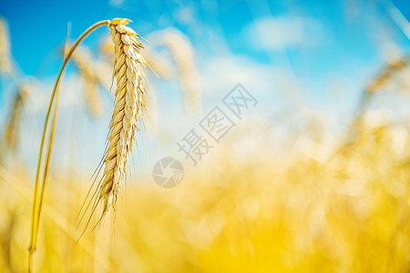 小麦植株图片