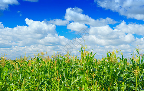 在天空背景上种玉米的植物图片