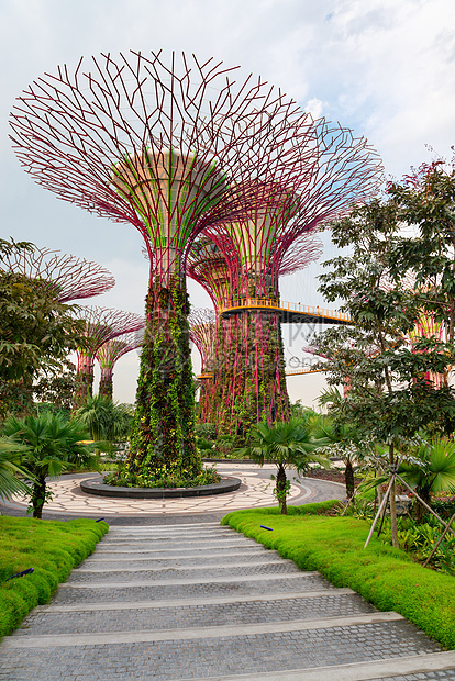 新加坡湾旁的花园里 有超级树树林景观地标场景森林植物群吸引力游客天空旅游图片