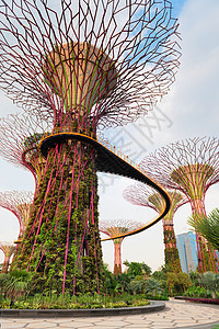 新加坡湾旁花园的超级树上漫步桥码头城市树林旅行公园植物群雕塑森林建筑热带图片