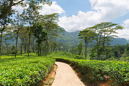 山区新的绿色锡兰茶叶种植场环境收成种植园阳台生长热带风景木头农场季节图片