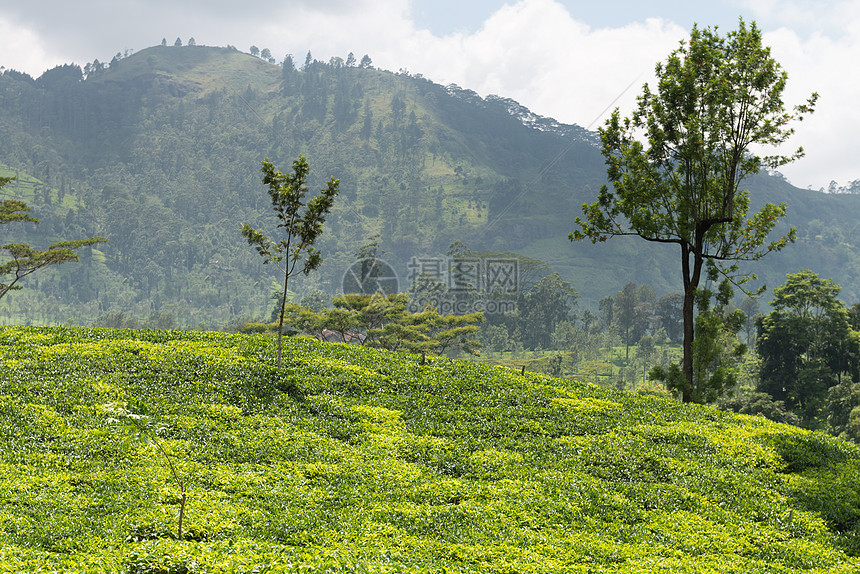 山区新的绿色锡兰茶叶种植场植物栽培草本植物木头叶子风景场地植物群农田农场图片