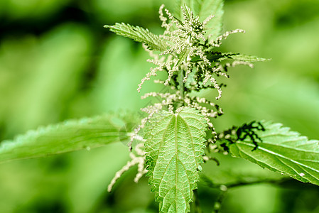 刺植物群荒野叶子药品疼痛植物草本植物花园杂草衬套图片