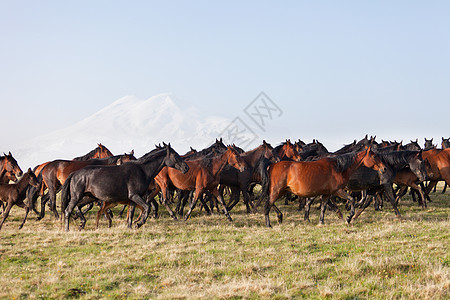 马群在夏天的牧场上农场马匹场地天空农业团体良种蓝色哺乳动物自由背景