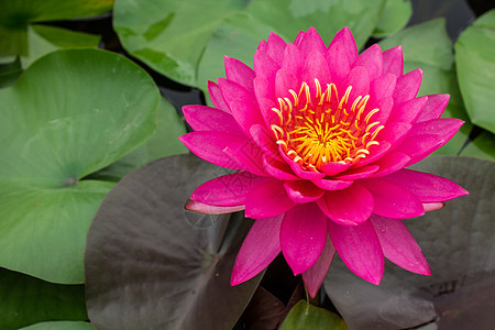 美丽的粉红色水面花园粉色绿色植物群荷花植物植物学叶子热带花瓣图片