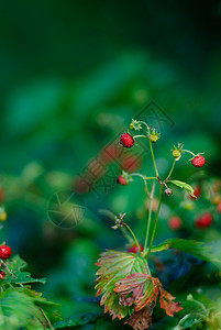 草莓花园水果绿色图片