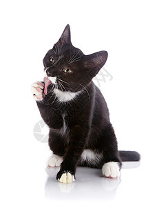 黑白小猫舔爪子图片