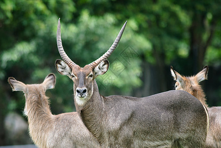 水桶水羚树木警卫哺乳动物游戏耳朵荒野女性羚羊动物图片