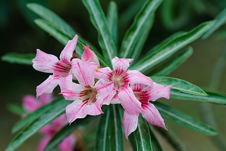 沙漠玫瑰和伊巴拉莉莉热带叶子花期大地衬套百合忧郁玫瑰花盆异国图片