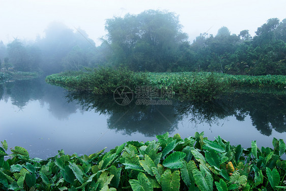 雾中的沼泽图片