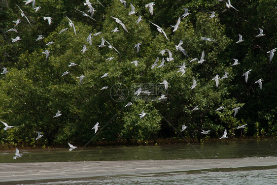 数以百计的海燕飞来泰国鸟类红树丛林假期钥匙叶子植物群热带旅行天空图片