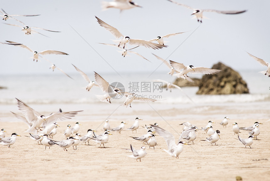 数以百计的海燕飞来泰国燕鸥天空热带钥匙鸟类植物晴天沼泽红树盐水图片