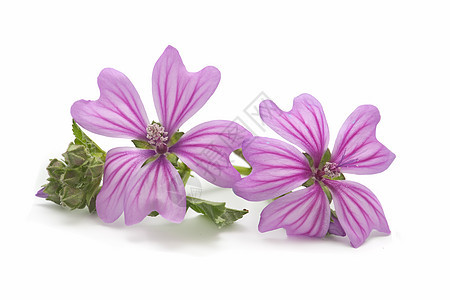 麦花花花瓣荒野植物宏观花粉季节紫色图片