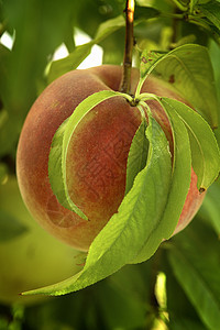 笔上的桃子绿色叶子食物花园植物生长果园水果生产植物群图片