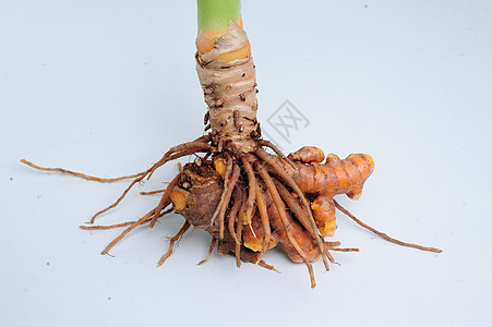 松麦或草本植物根茎自然食物热带烹饪香料橙子蔬菜剪裁图片