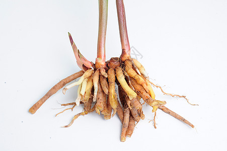 松麦或灯泡橙子烹饪治愈剪裁食物热带味道草本植物疗法图片