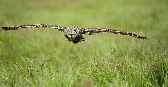 飞行中的斑点鹰猫头鹰野生动物捕食者利爪航班猎人羽毛图片