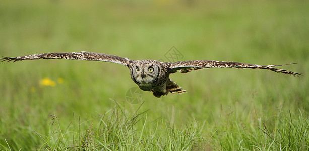 飞行中的斑点鹰猫头鹰野生动物航班猎人利爪羽毛捕食者图片