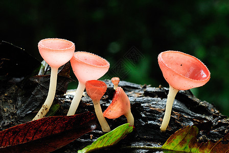 泰国雨林的蘑菇图片