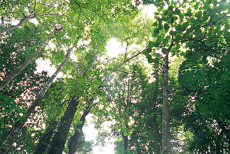 热带热带森林环境木头小路太阳晴天日光风景绿色阳光步道图片