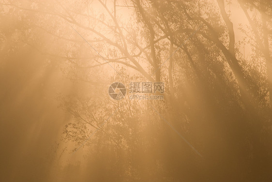 有雾雨林季节叶子公园木头光束太阳旅行环境天空蓝色图片