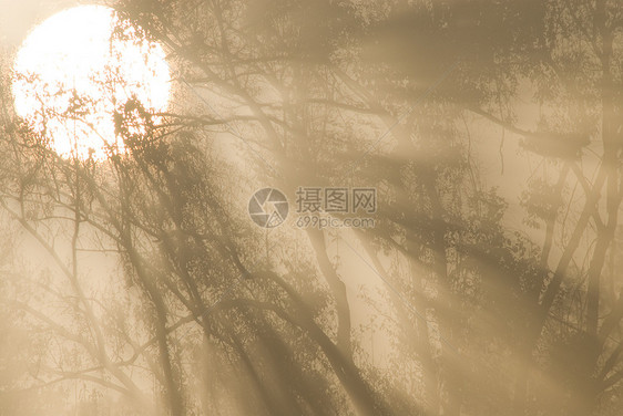 有雾雨林光束旅行热带晴天场景风景阳光太阳季节蓝色图片