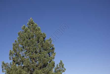 树丛中满是枯青的天空松针植物概念想法力量树干蓝色绿色松树图片