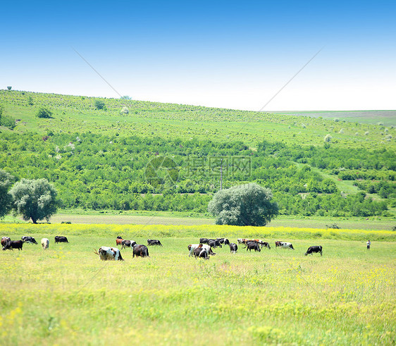 在草地上的牛群图片