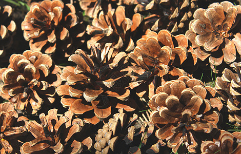 松果种子庆典森林生活季节松树装饰品木头生长坚果图片