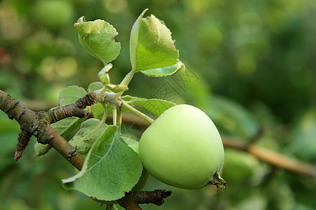 夏天的绿苹果风光日光饮食树枝农业摄影健康饮食生长水果食物图片