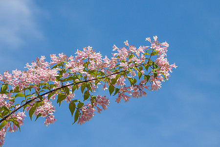 阿萨莱亚花朵花瓣植物公园园艺天空晴天蓝色花园花坛场地图片
